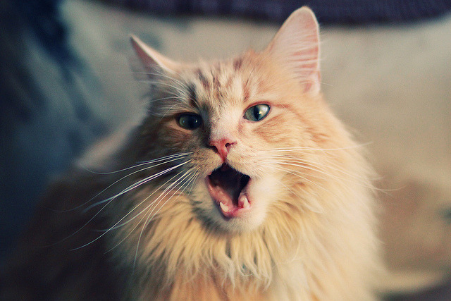 _户外运动嘉年华:结合登山、跑步和网球的综合挑战_,户外运动登山培训