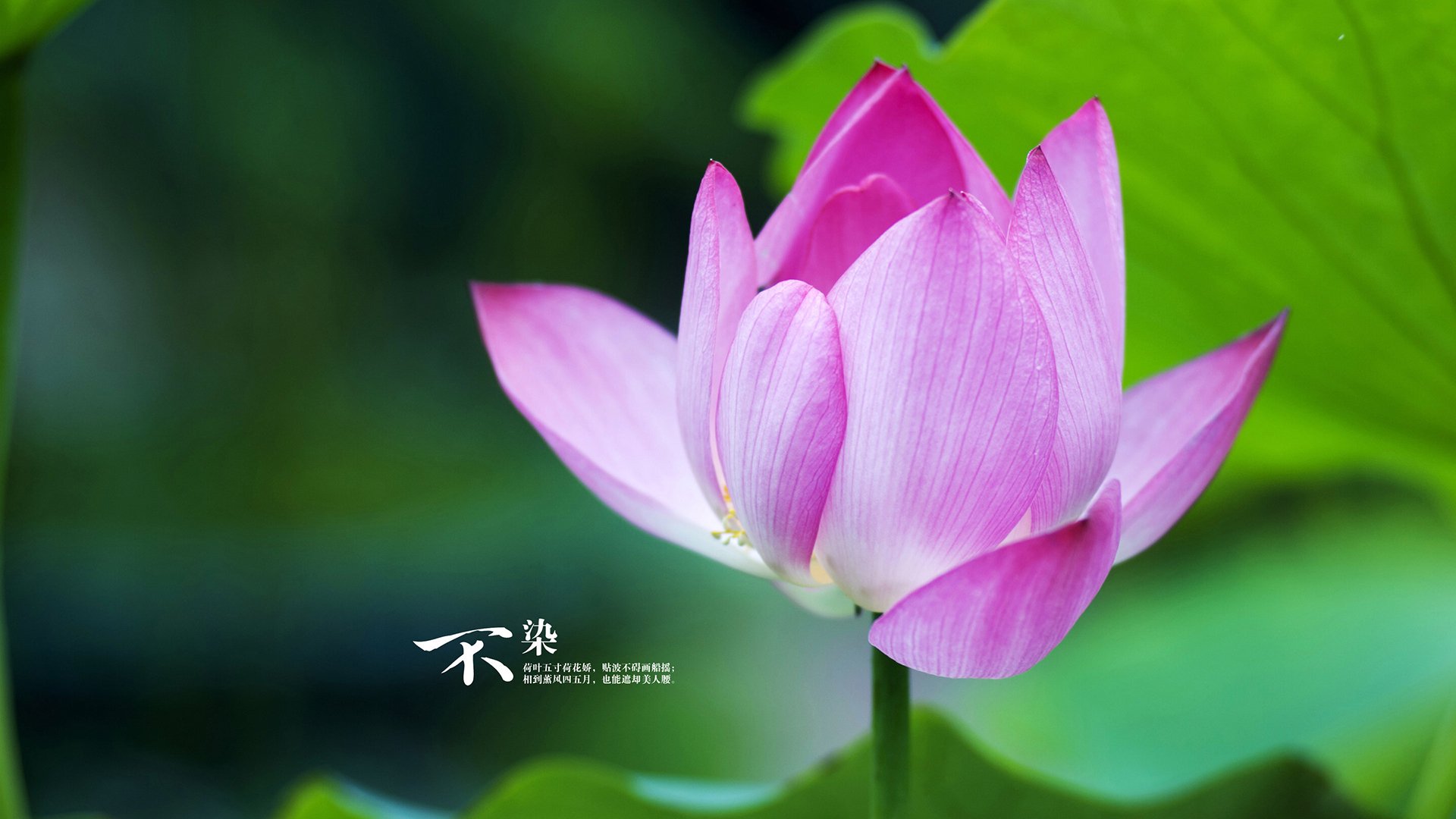 _掘金攻守两端表现出色，士气高昂_，掘金mpj