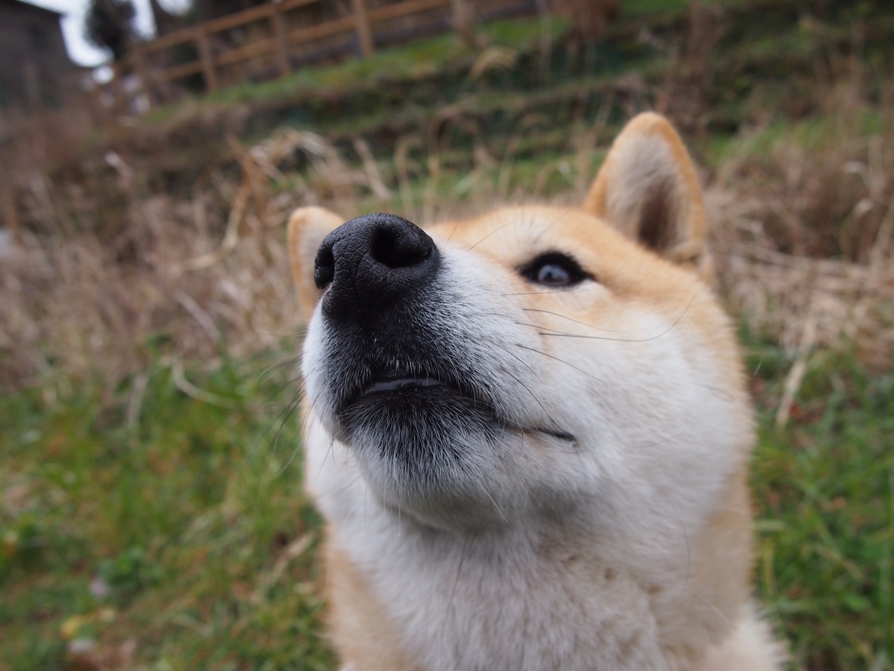 _篮网队连续三场破百，竞技状态火热_，篮网所有比赛