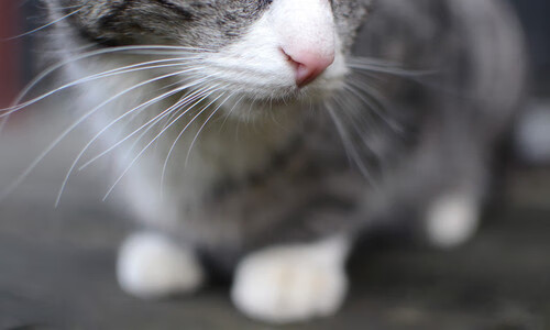 “中国女足在奥运预选赛中表现优异,冲击世界杯”,中国女足奥运预选赛名单