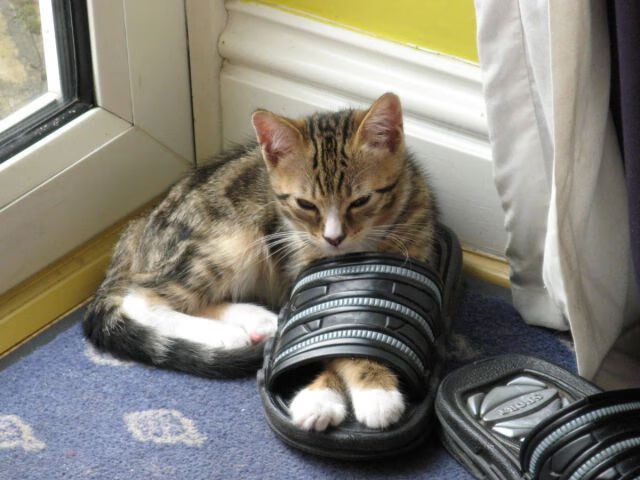 开云体育APP-“德甲最后冲刺，争冠战火再度点燃”，德甲结局