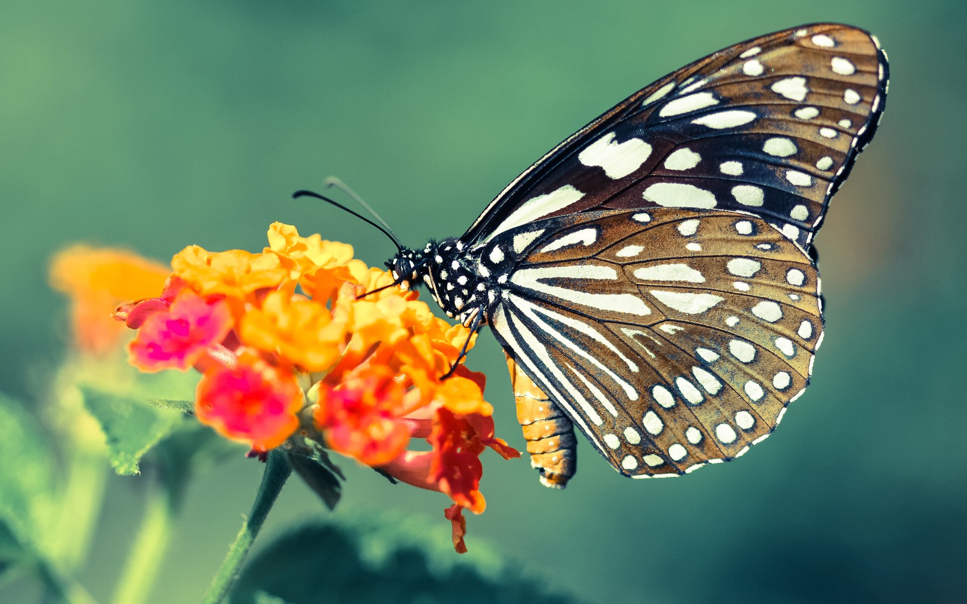 “全明星盛典:球场技巧与娱乐的完美融合”,全明星盛宴