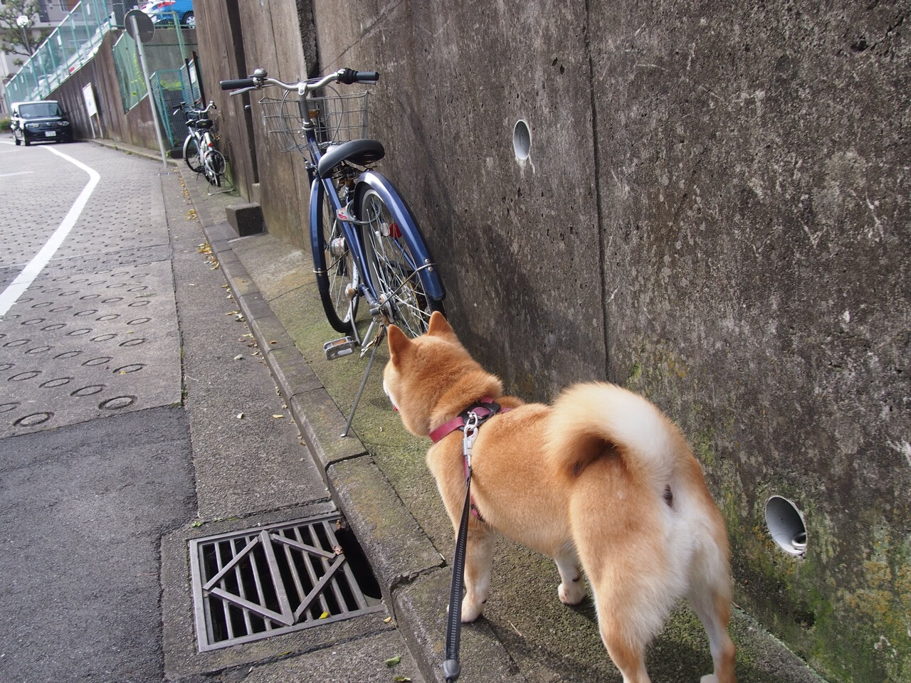 “青春无限”青少年篮球公益培训在广州全面启动，广州青年篮球培训班