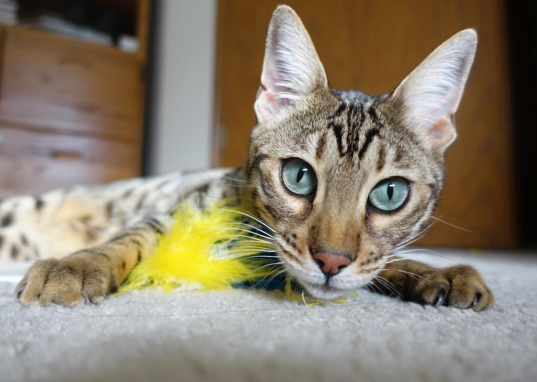 墨西哥换人上场自带“火锅”,热翻全场,墨西哥juarez