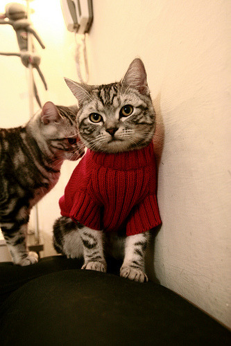 在面对凯尔特人的比赛中，库里上演“远距离绝杀”！，凯尔特人 库里