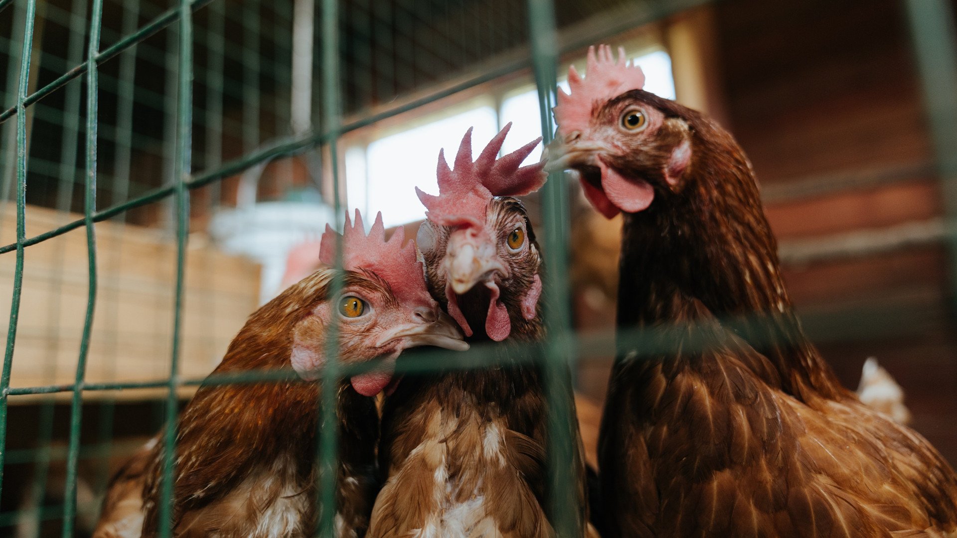 费城76人“新星”恩比德带队再登巅峰！，费城76人 恩比德受伤