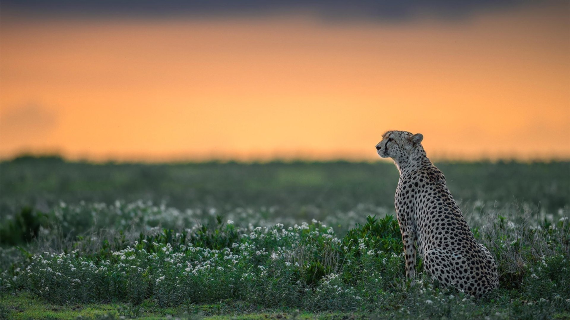 中国篮球职业联赛年轻球员培养体系创新研究，中国年轻篮球明星