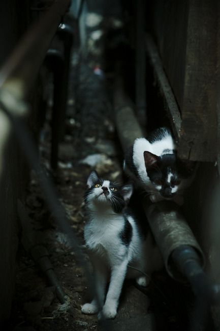 亚洲室内田径锦标赛中国健儿合力夺冠，亚洲田径大奖赛