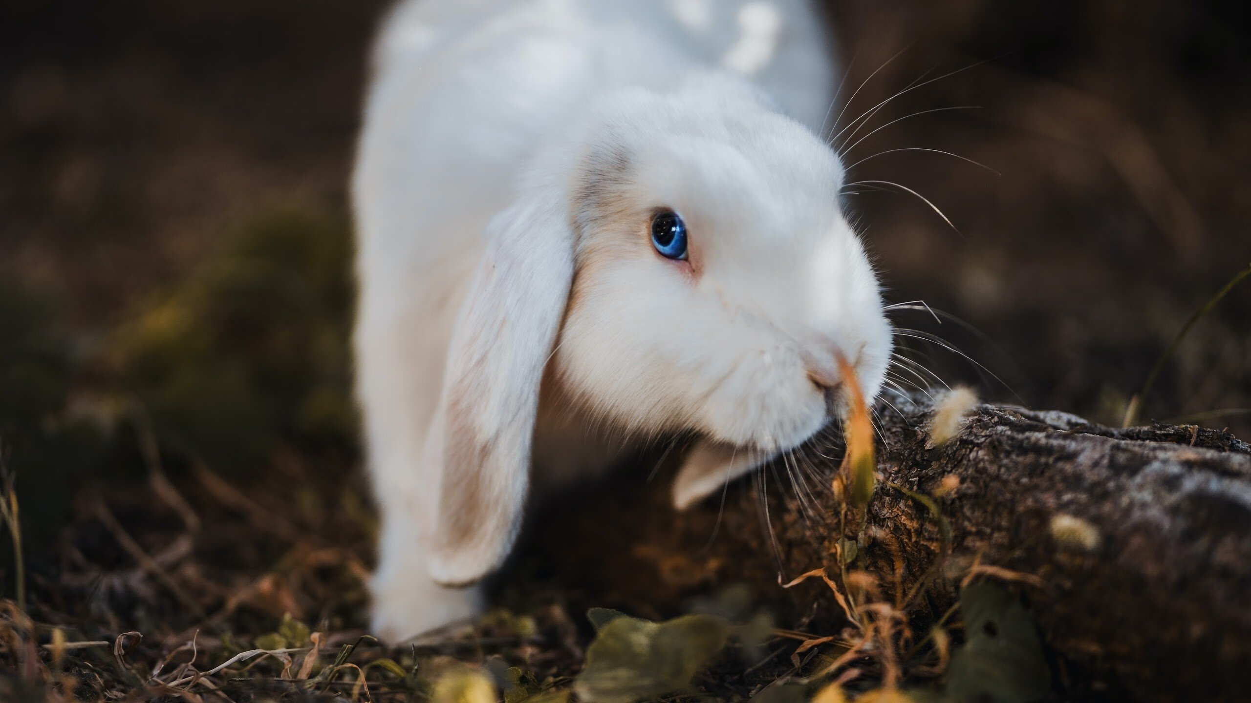 -国家队主帅坦言期待年轻球员挑起大梁，国家队主力阵容